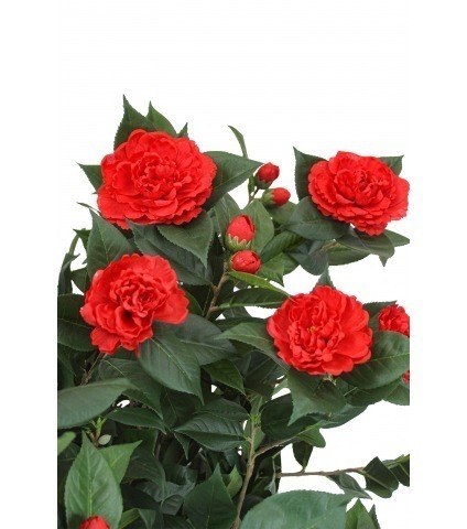Camélia artificiel rouge