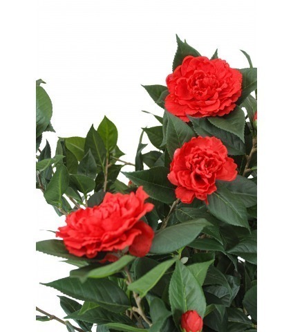 Camélia artificiel rouge