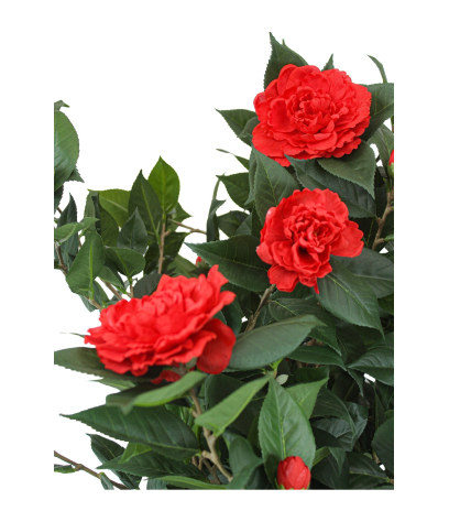 Camélia artificiel rouge
