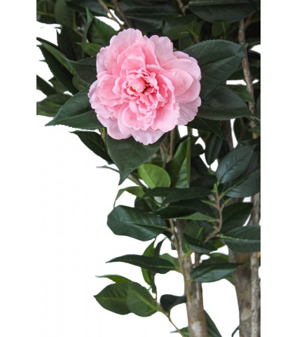 Camélia artificiel rose