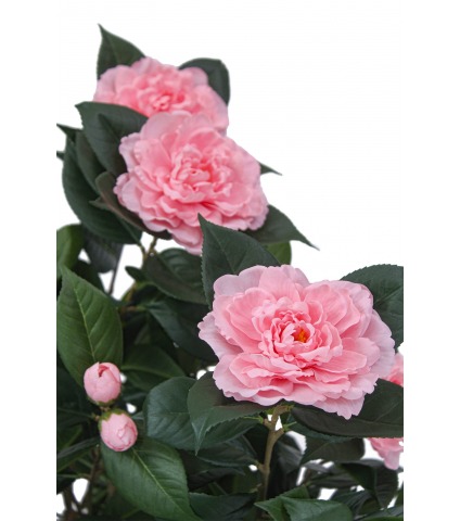 Camélia artificiel rose