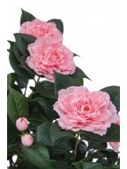 Camélia artificiel rose