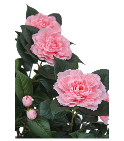 Camélia artificiel rose