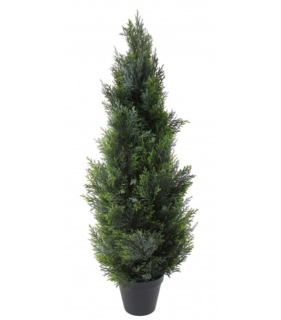 Thuya artificiel du Canada