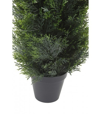 Thuya artificiel du Canada