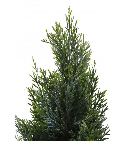 Thuya artificiel du Canada