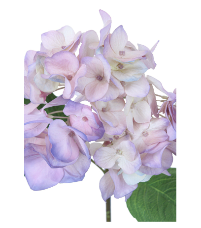 Hydrangée artificielle rose bleutée