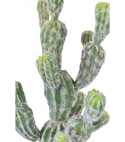 Echinocactus artificiel boutures