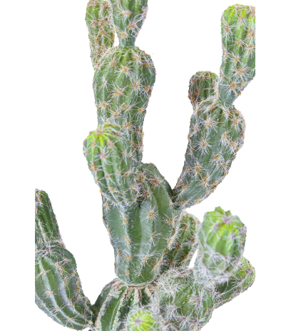 Echinocactus artificiel boutures