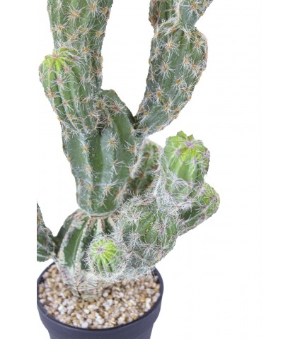 Echinocactus artificiel boutures