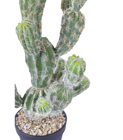 Echinocactus artificiel boutures