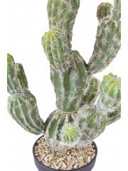 Echinocactus artificiel boutures