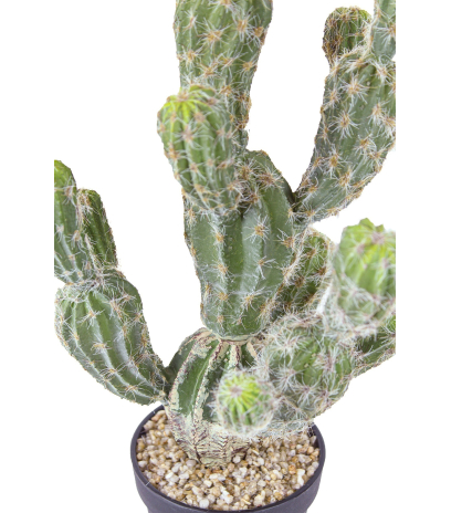 Echinocactus artificiel boutures