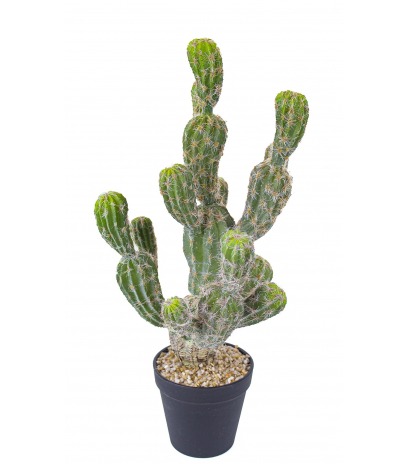 Echinocactus artificiel boutures