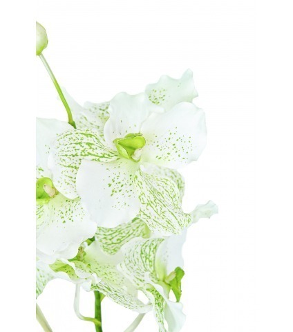 Vanda artificielle blanche tachetée