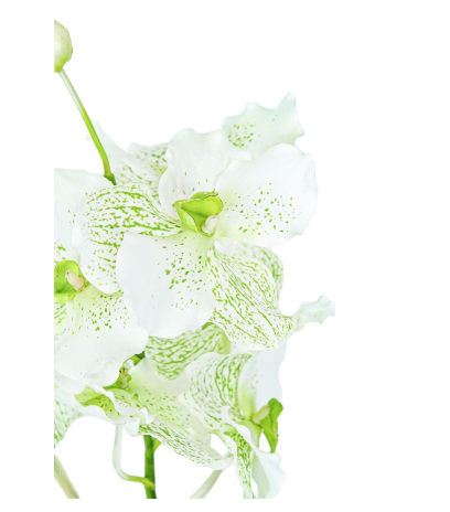 Vanda artificielle blanche tachetée