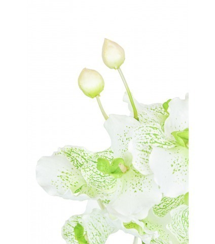 Vanda artificielle blanche tachetée
