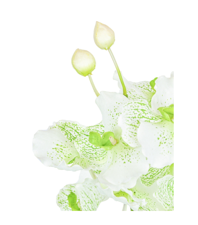 Vanda artificielle blanche tachetée
