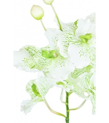 Vanda artificielle blanche tachetée