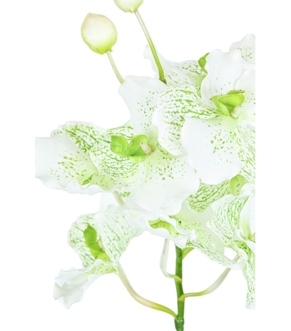 Vanda artificielle blanche tachetée