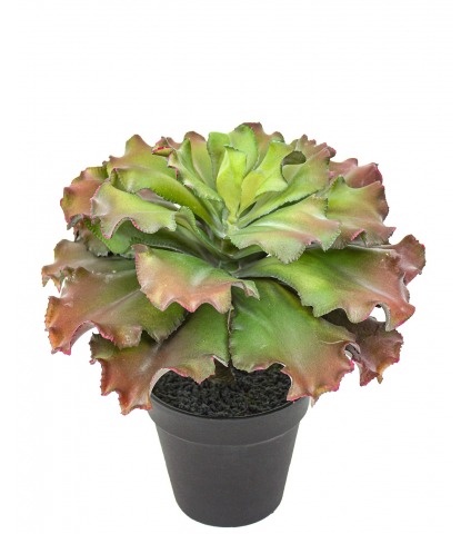 Adromischus cristatus artificiel