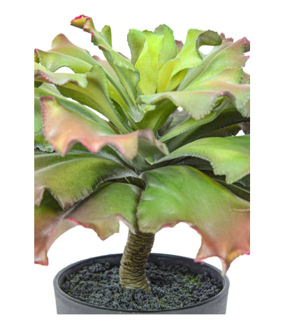Adromischus cristatus artificiel