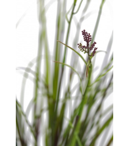 Grande herbe acorus violette