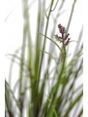 Grande herbe acorus violette