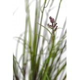 Grande herbe acorus violette