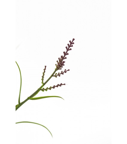 Grande herbe acorus violette