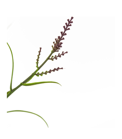 Grande herbe acorus violette