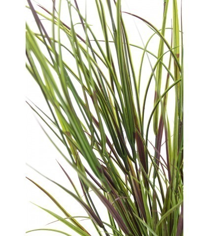 Grande herbe acorus violette