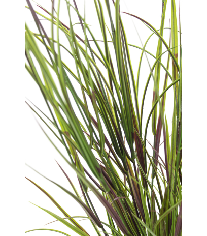 Grande herbe acorus violette