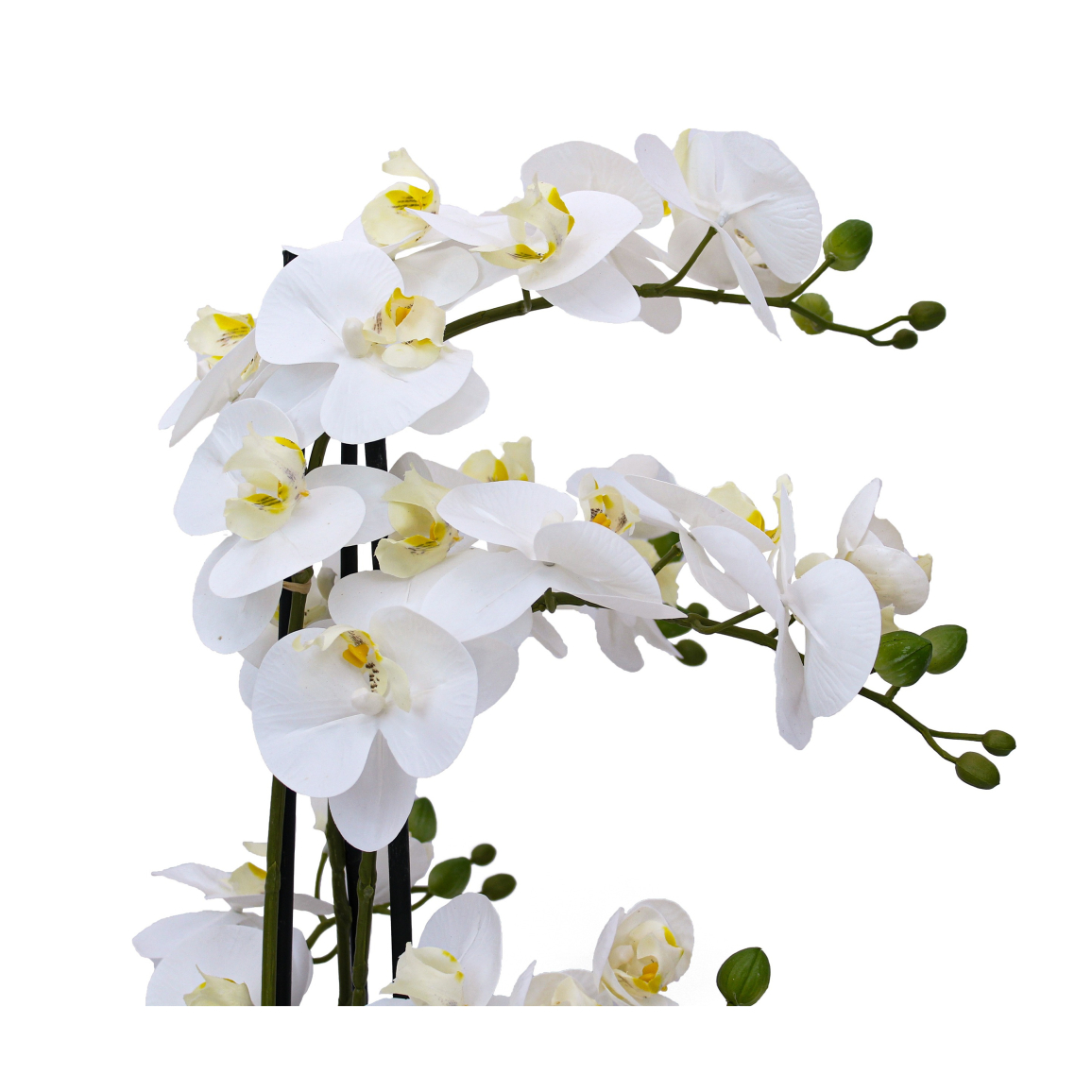 Orchidée Beallara Vivante Orchidée Beallara Peggy Gothic VRAIE - Lot De 2 Plantes D'intérieur De Hollande (30-40 Cm, Fleuries Et Parfumées