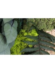 Cadre végétal stabilisé Cabourg