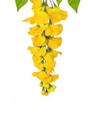 Tige de glycine artificielle jaune