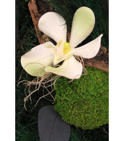 Tableau végétal stabilisé Saint-Lô moyen