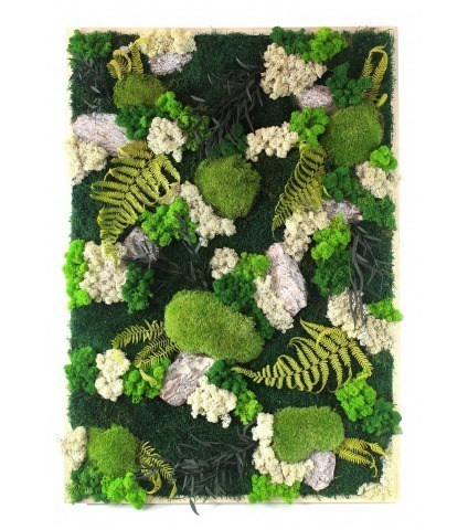 Tableau végétal stabilisé Falaise