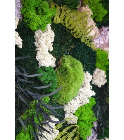 Tableau végétal stabilisé Falaise