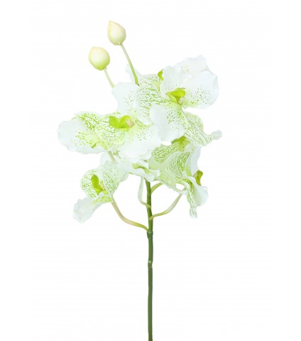 Vanda artificielle blanche tachetée