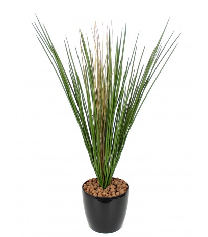 Fausse herbe des marais