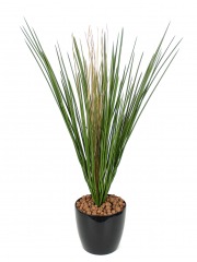 Fausse herbe des marais