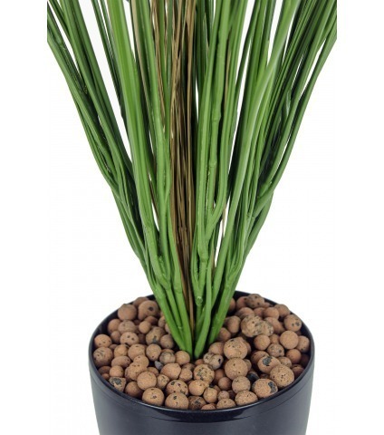 Fausse herbe des marais