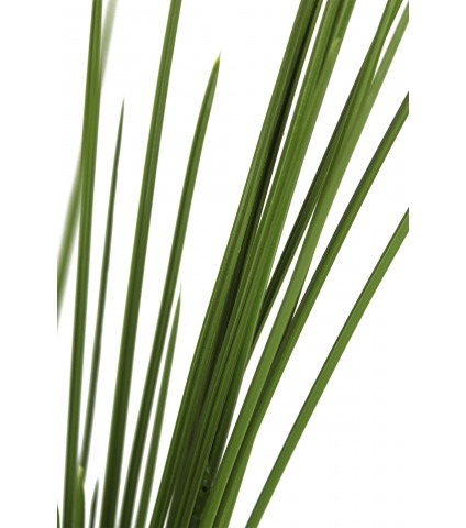 Fausse herbe des marais