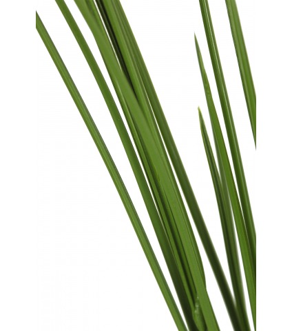 Fausse herbe des marais