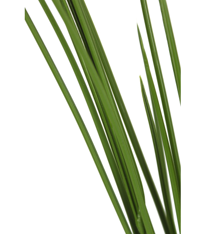Fausse herbe des marais