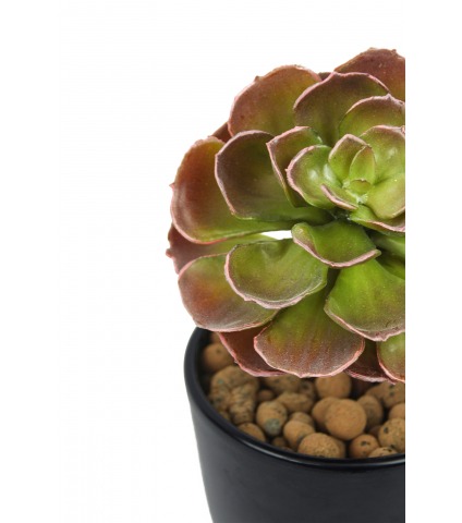 Petit crassula artificiel