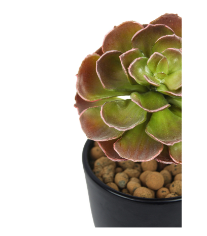 Petit crassula artificiel