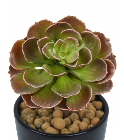 Petit crassula artificiel