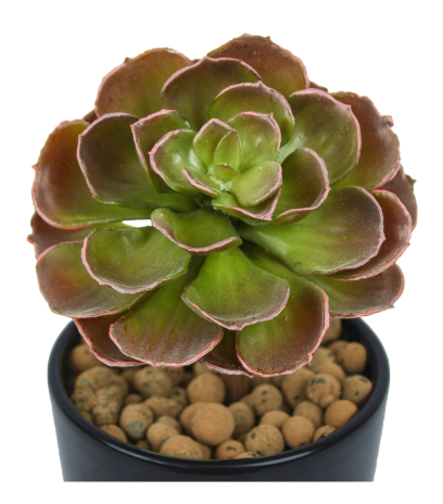 Petit crassula artificiel
